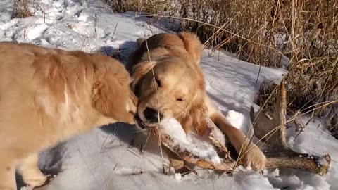 Grumpy Golden Retriever Protects his Moose Antler