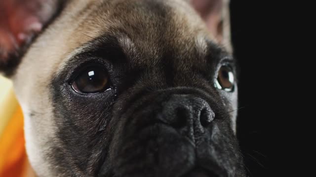 Close Up Studio Portrait Of French Bulldog Puppy Against Black Background