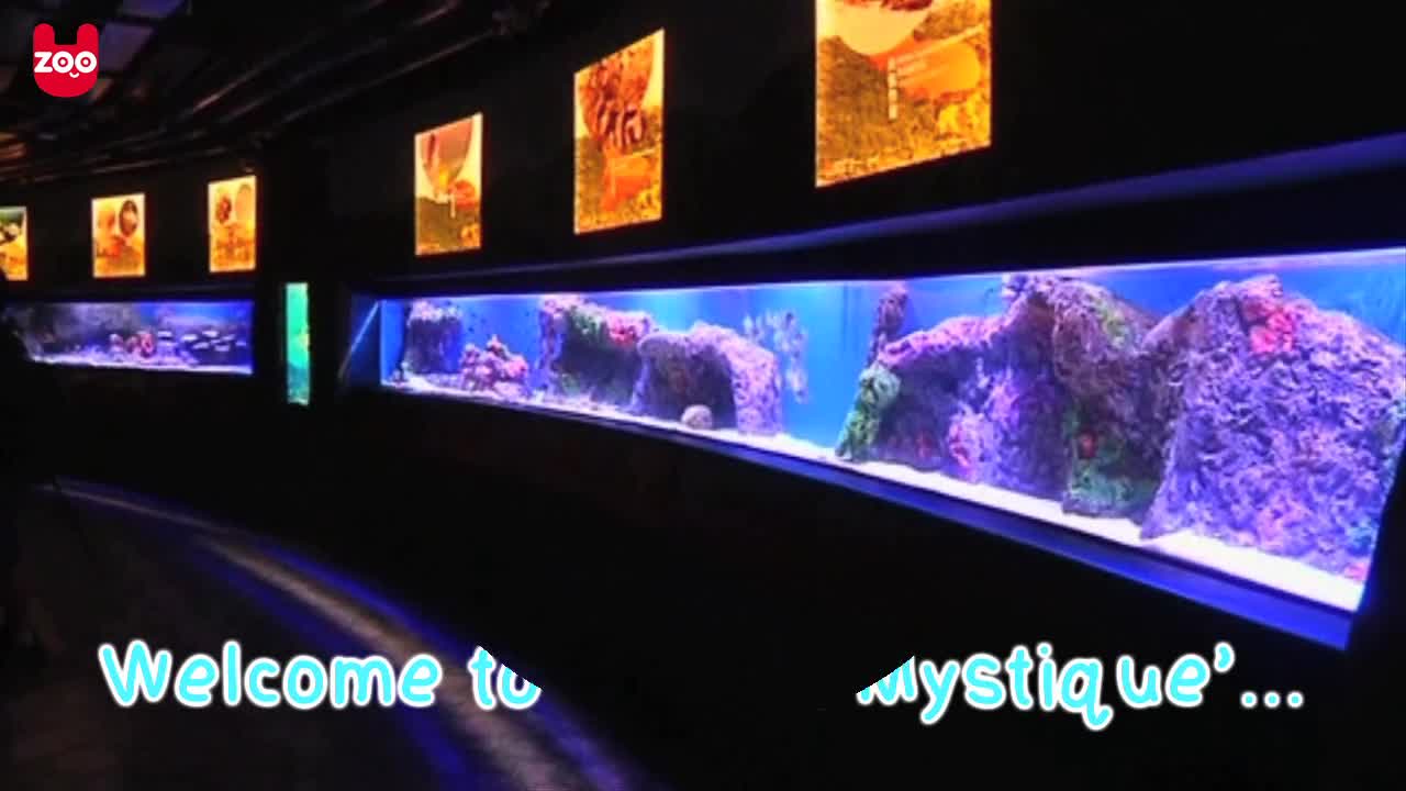 Aquarium Welcomes Hundreds Of Sharks