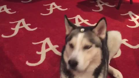 Husky unknowingly pulls off popcorn "trick shot"