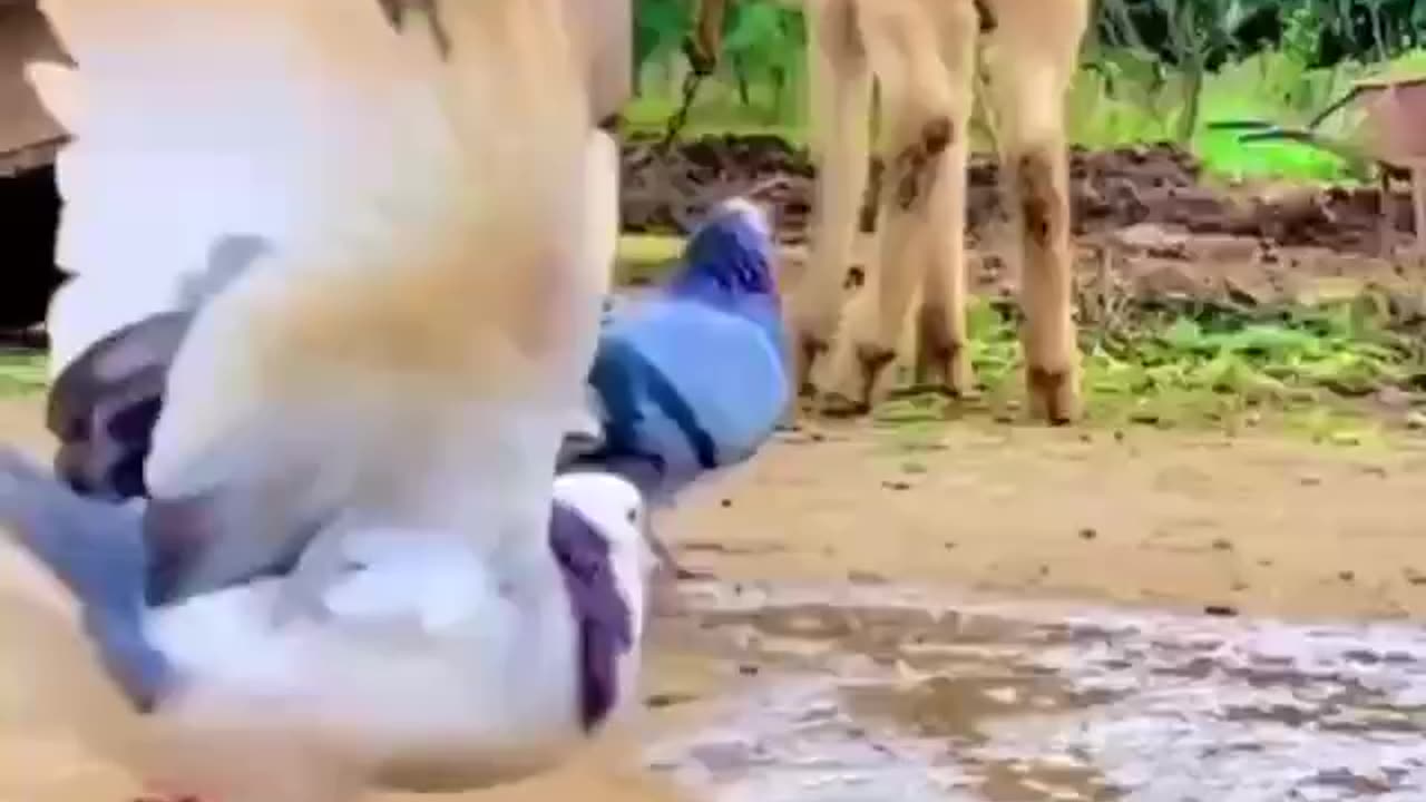 Look what a somersault I'm doing.