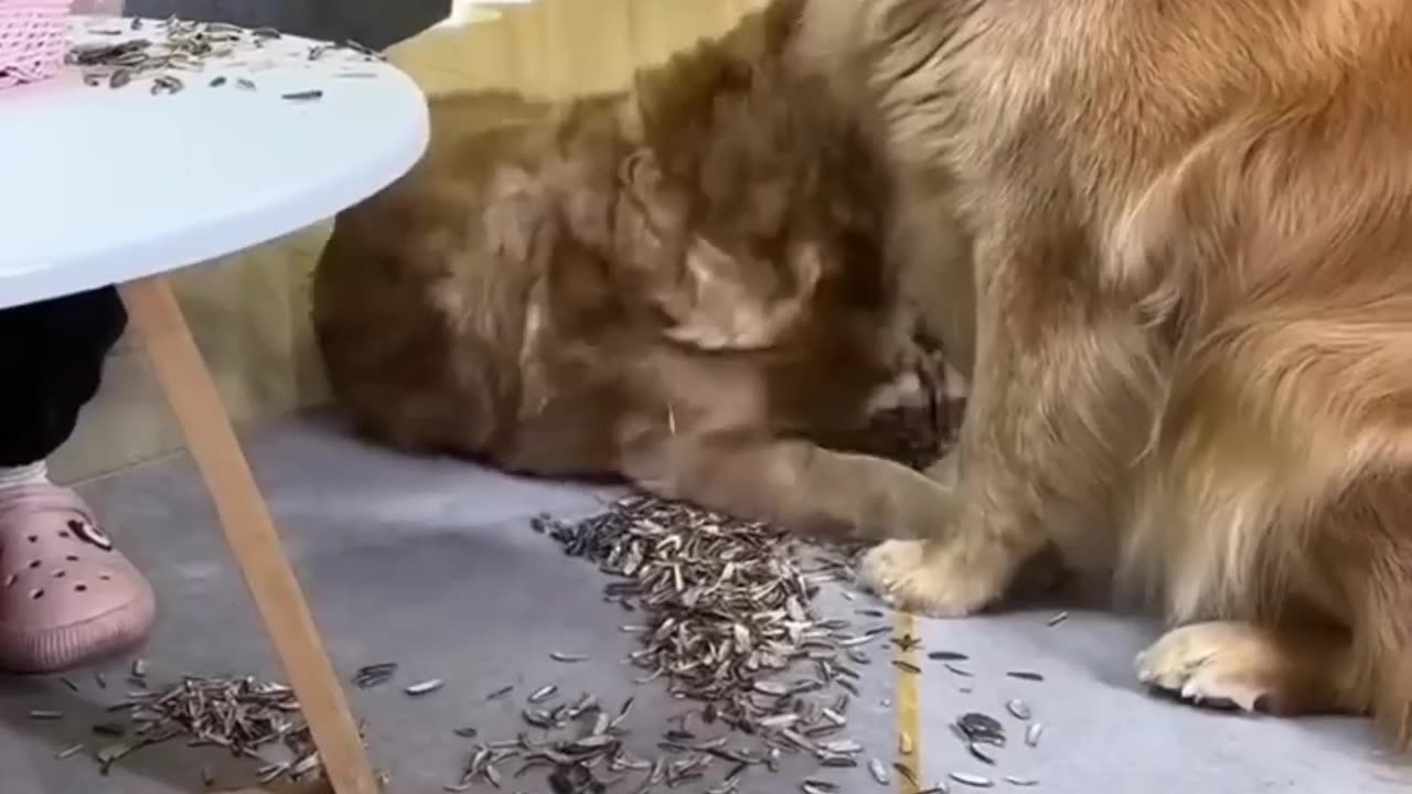Funny Dog