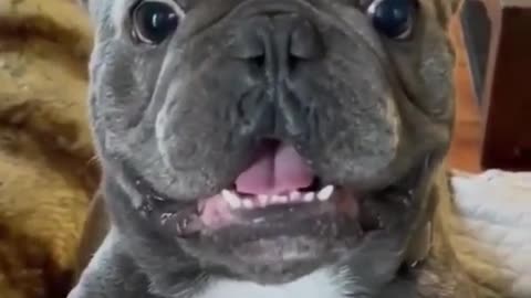 Funny animal