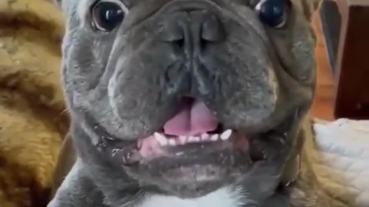 Funny animal