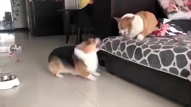 Two dogs fighting each other without actual attack.