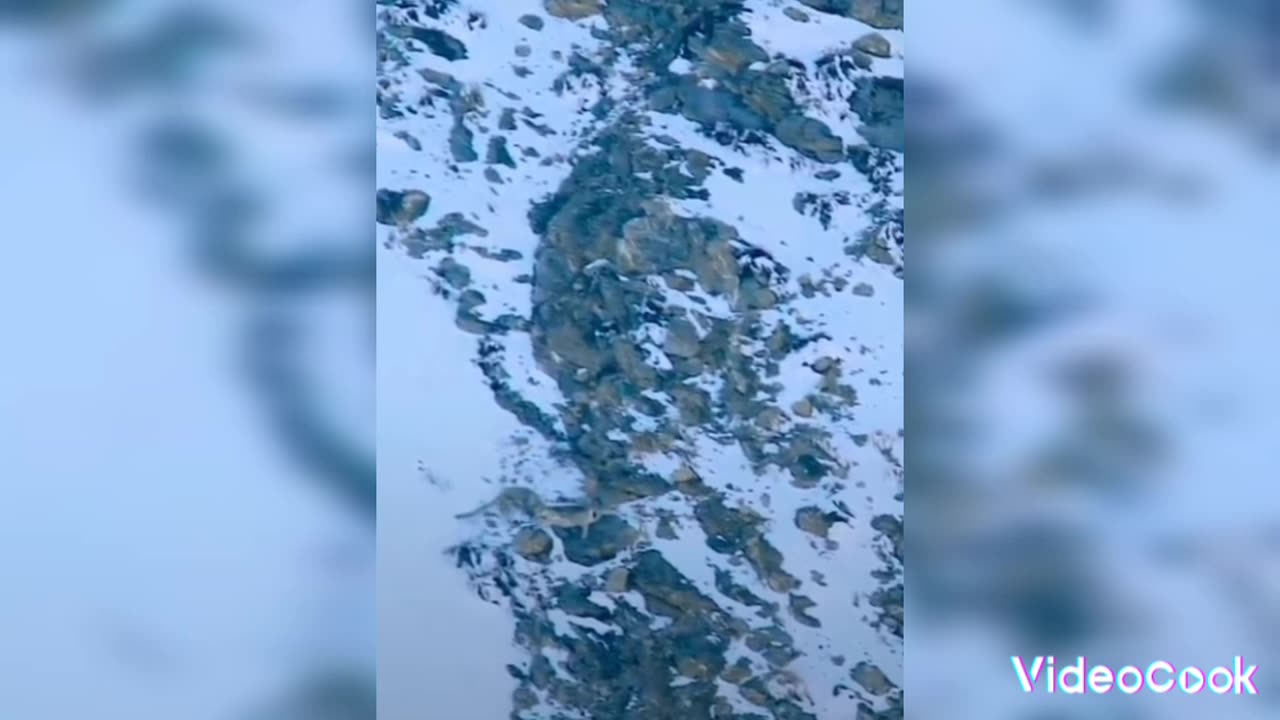 A moment of peace, (Please ♥and subscribe) 👍🌹🙏Antelope hunting by snow leopards