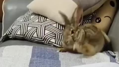 Funny animal video 😂🤣💗😲 interested video