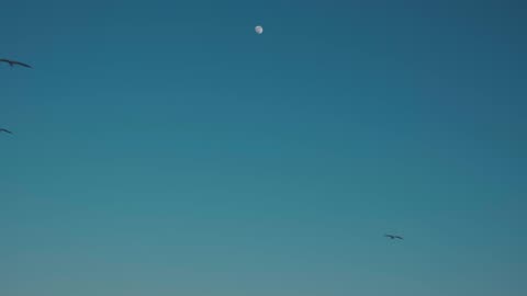 Wild Life Video