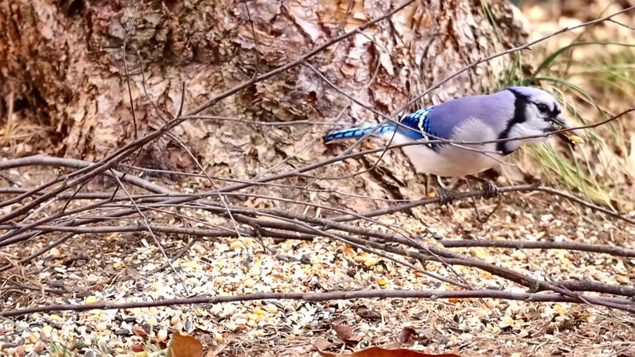 3 Hrs of Birds for Cats to Watch