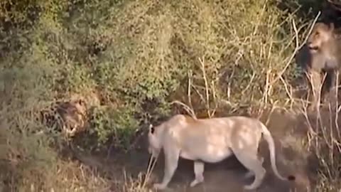 Brave Buffalo's Daring Stand: Life-and-Death Confrontation with Lion Unveiled!