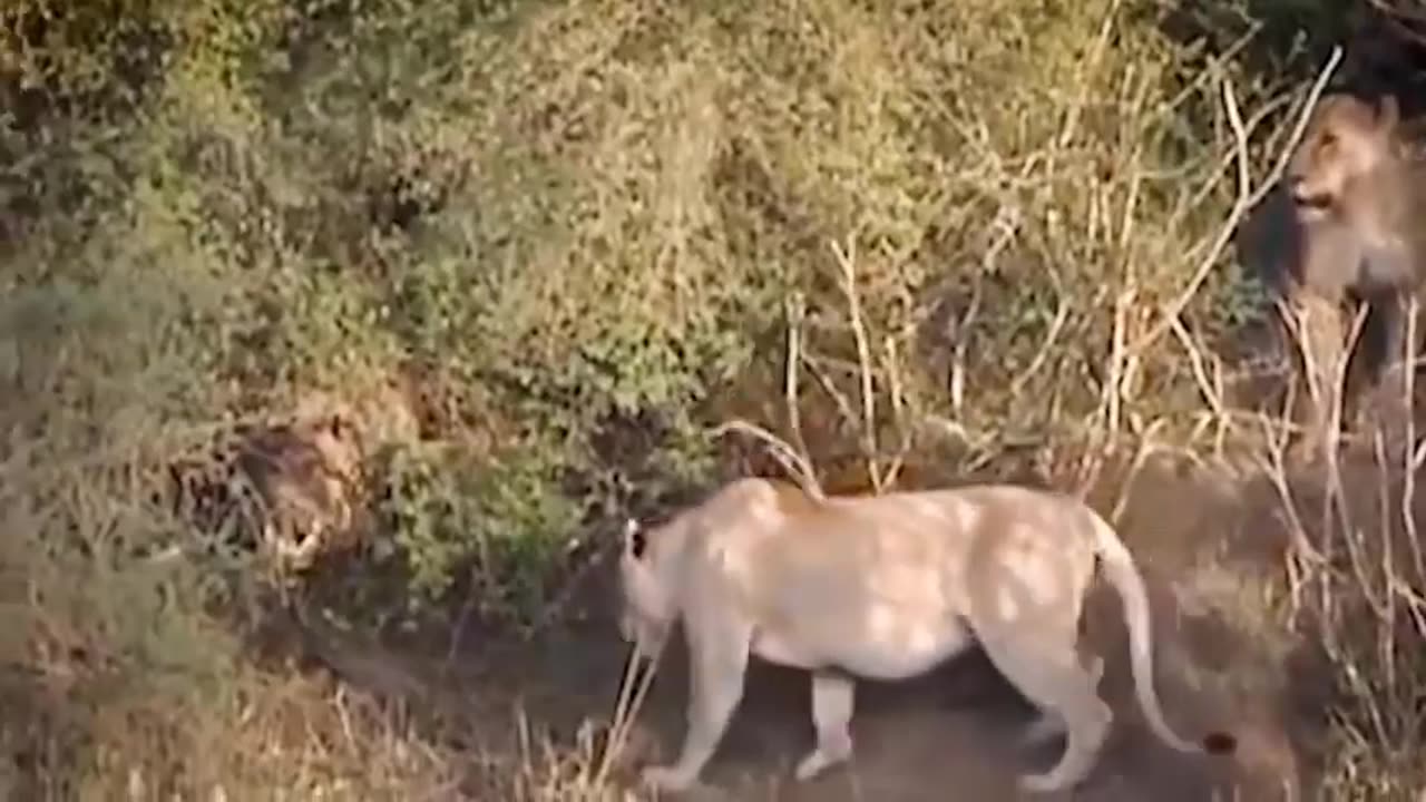 Brave Buffalo's Daring Stand: Life-and-Death Confrontation with Lion Unveiled!