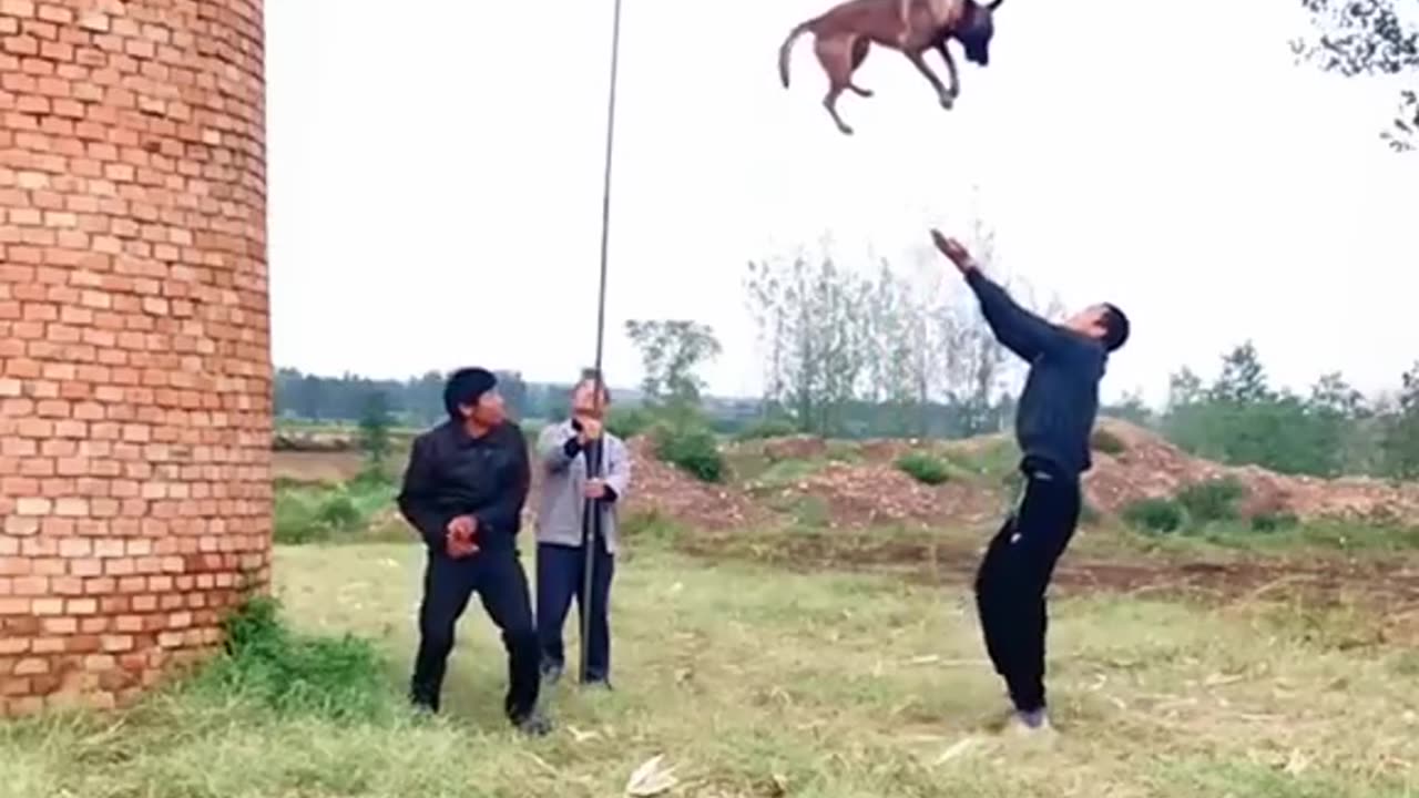 Dog on Jump training