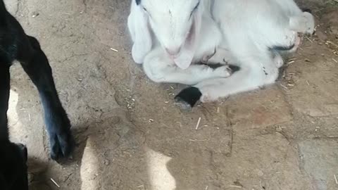Cutest gots | Born gots | lambs lambs videos |Cutest lambs | Cutest animals