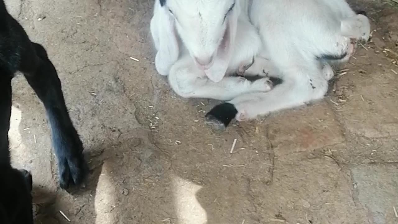 Cutest gots | Born gots | lambs lambs videos |Cutest lambs | Cutest animals