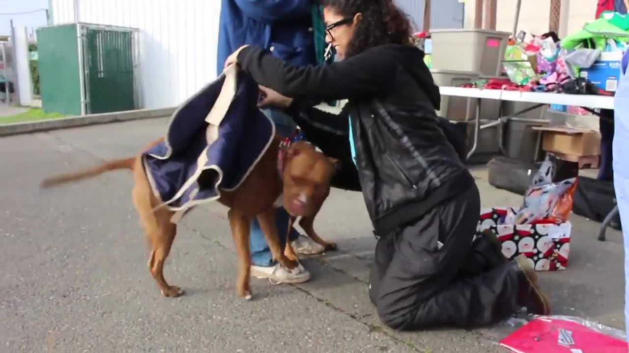 Gifts For Pets Of The Homeless