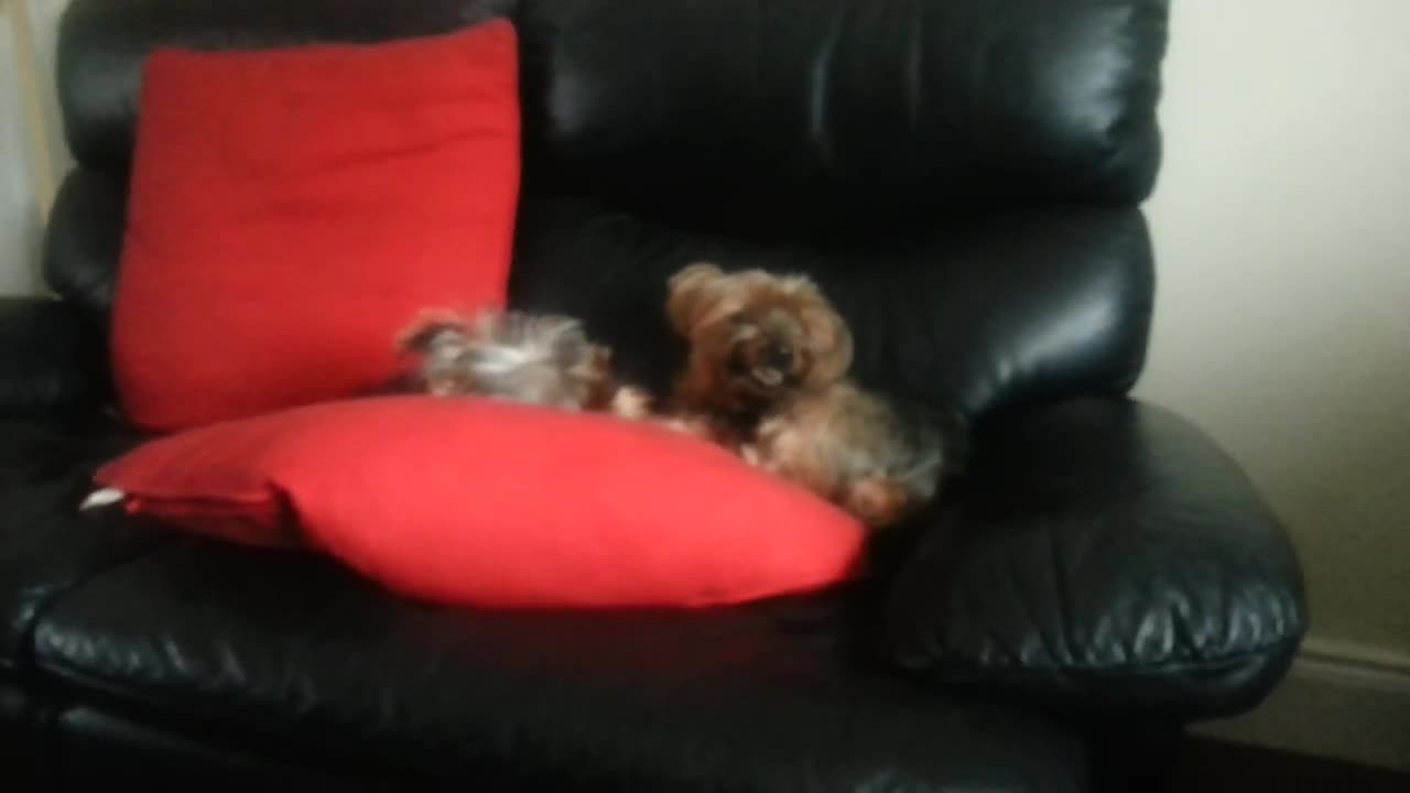 Little yorkie attacking big yorkie funny 52K viQNrS.0 wr ago