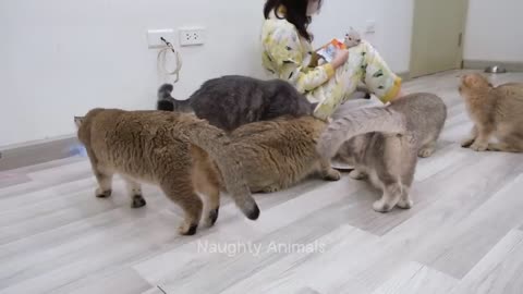 1 Hour Of Funniest Animals 😅 New Funny Cats and Dogs Videos 😸🐶 Part 14