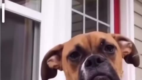 Doggy yawn