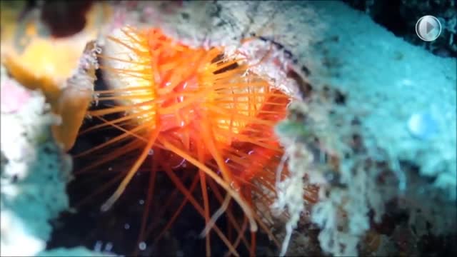 Bioluminscent Clams Create Tesla Coil Like Arcs!!