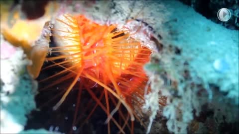 Bioluminscent Clams Create Tesla Coil Like Arcs!!