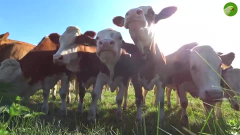 🐄 Cows Grazing in Serene Pastures - A Moment of Tranquility 🌿