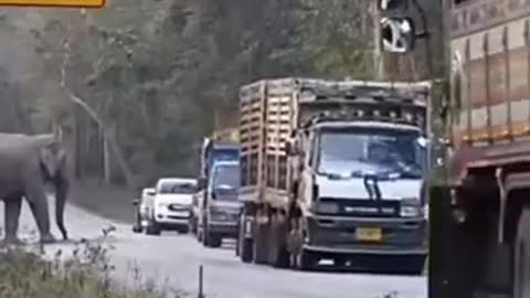 Elephants Stop Sugar Cane Trucks To Rob Them