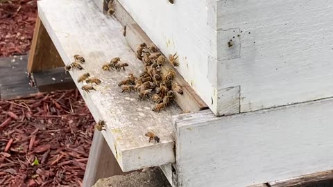 Honey bees