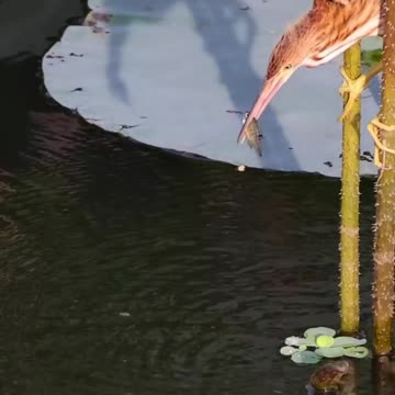 a great fisherman 😄