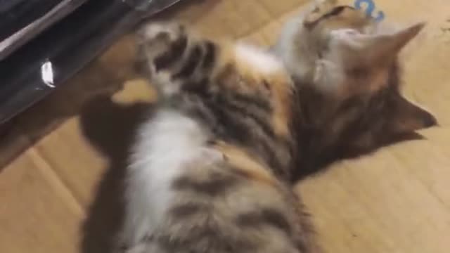 May be will for the future#cat #pet #catsoftiktok #cute#fyp