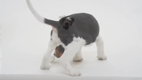Playful dog | funny puppy videos | funny dog videos| cute pets videos | animal funny videos |