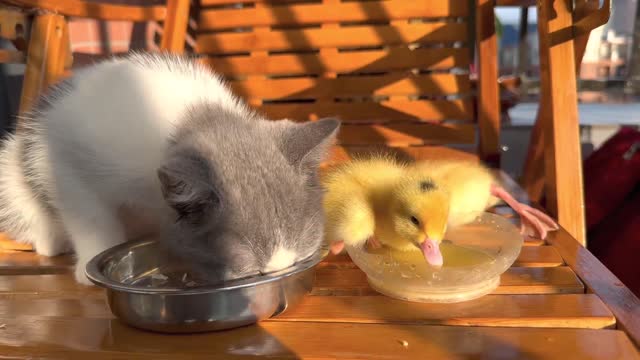 kitten and duckling for lunch