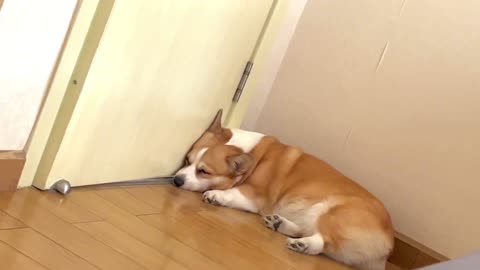 dog daily
