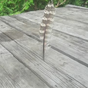 I collect feathers, but I don't eat meat