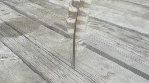 I collect feathers, but I don't eat meat