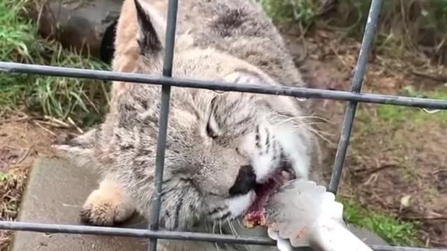 A group of happy and interesting animals / Funny cats 🐱 / Funny dogs 🐶 | Episode 238