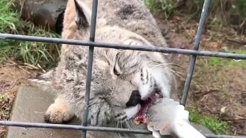 A group of happy and interesting animals / Funny cats 🐱 / Funny dogs 🐶 ｜ Episode 238