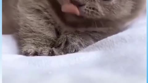 Yawning Cat #Funny #Video