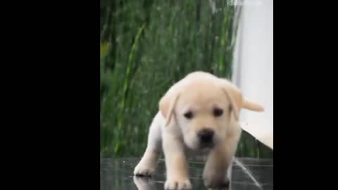 Dog funny movement