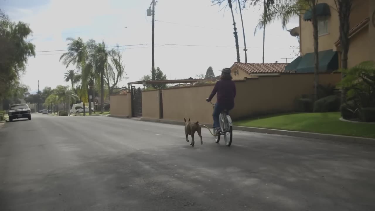 ALL ABOUT LIVING WITH BOXER DOGS