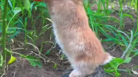 Can you describe a rabbit?