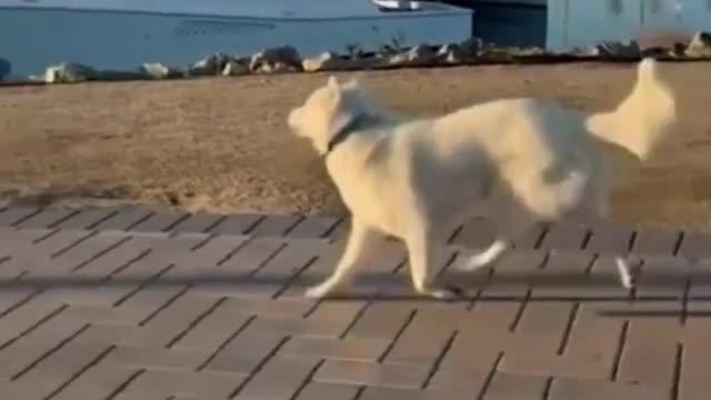 Funniest Animals Video - Funny Dogs And Cats - Try Not To Laugh Animals 2022