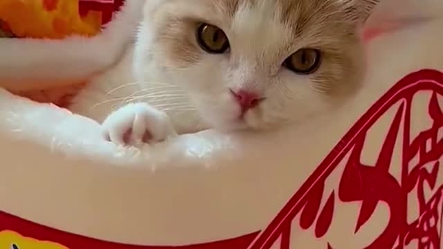 cat's like to soak in bowls 🤣#catsupplies #catmom #tiktokmademebuyit