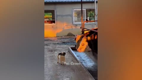 Funniest Animals 2022 Best Funny Cats and Dogs Pets Corner