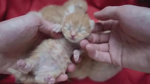 The newborn kitten's owner is taking care of him