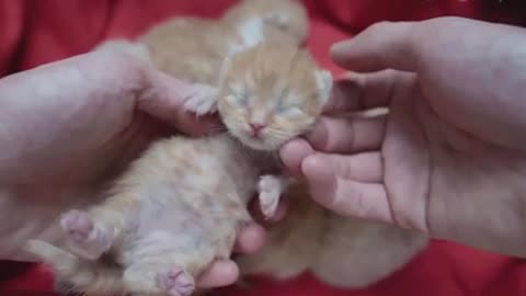 The newborn kitten's owner is taking care of him