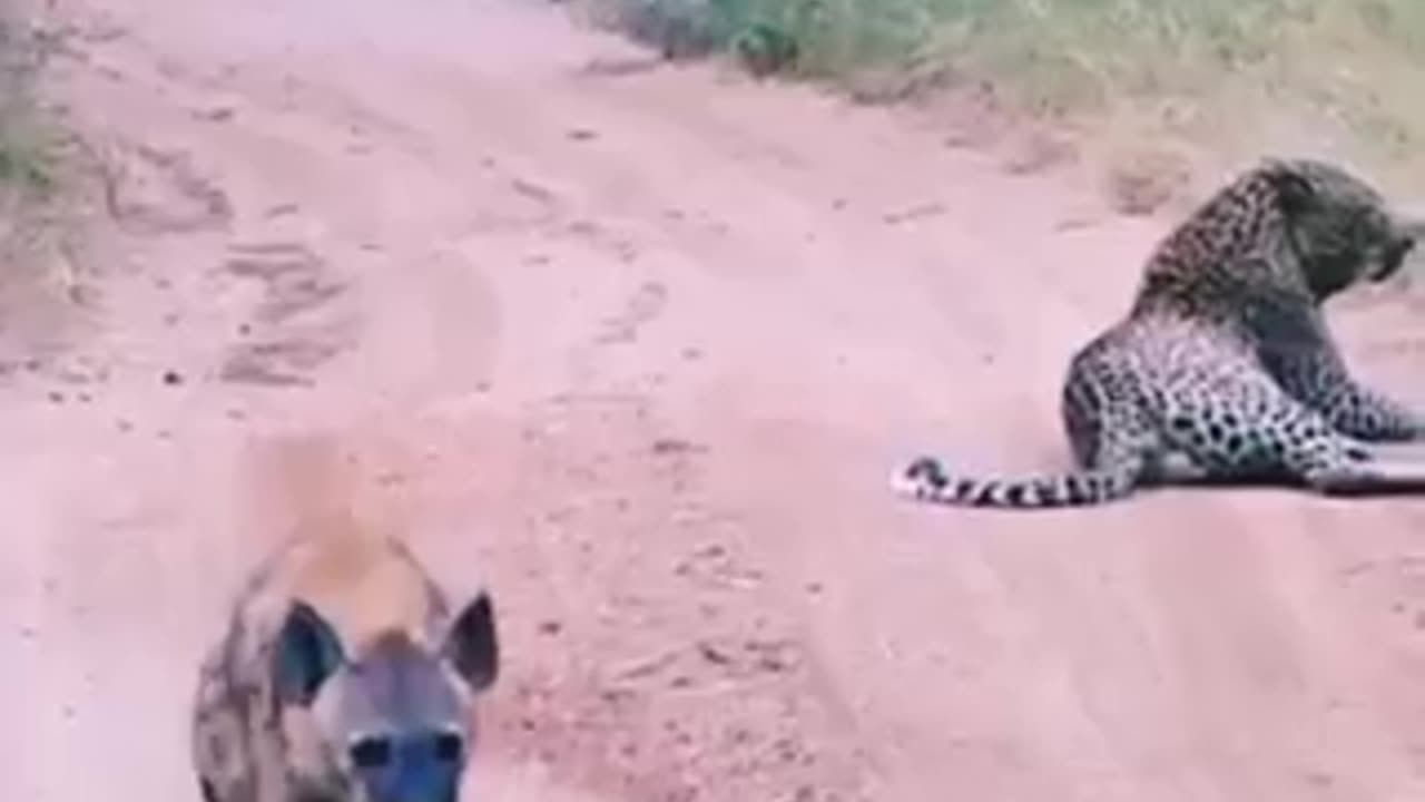 "Brave Hyena's Encounter with Leopard on a Jungle Walk!"