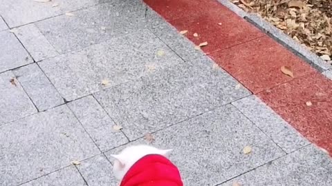 FUNNY CAT