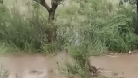 This mama dog risk her