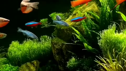 Fish beautiful swimming