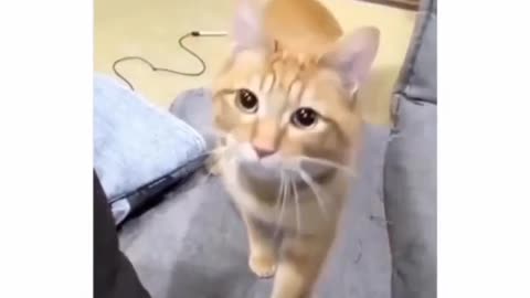 Cat asks to play ball 😂